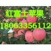 山東紅富士蘋(píng)果蘋(píng)果產(chǎn)地上市紅富士蘋(píng)果蘋(píng)果基地價(jià)格