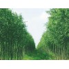 專業(yè)供應(yīng)竹柳|東營美國竹柳