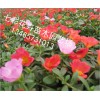 月季品種：專(zhuān)業(yè)的草花供應(yīng)商推薦