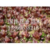 哪里能買到優(yōu)質的紅葉甜菜：江蘇紅葉甜菜