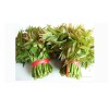 永軍農(nóng)副產(chǎn)品供應(yīng)劃算的鮮香椿，鮮香椿供應(yīng)商