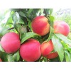 桃樹(shù)認(rèn)養(yǎng)推薦：專(zhuān)業(yè)供應(yīng)桃樹(shù)
