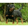 羅威納犬多少錢？【山東誠信犬舍】價格實(shí)惠等您來電