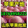 【18764958222】地面紅富士蘋果批發山東冷庫蘋果價格