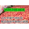 山東冷庫(kù)紅富士蘋果產(chǎn)地批發(fā)價(jià)格行情