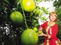 海南瓊中綠橙味美 價格再創新高