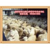 承山絨山羊繁育專業(yè)合作社出售專業(yè)的絨山羊_絨山羊公羔批發(fā)價格品牌好