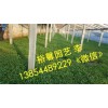 山東濰坊馬鞭草哪里有供應(yīng)＿＿湖南山東馬鞭草價格