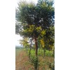 米徑6-20公分欒樹(shù)133棵