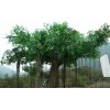 景觀榕樹價(jià)格咨詢，東麗批發(fā)景觀榕樹