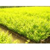 青州森源花卉苗木供應口碑好的金葉女貞，批發(fā)宿根福祿考
