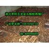 要買質量好的蜈蚣養殖，天龍蜈蚣養殖廠是不二選擇：蜈蚣養殖信息