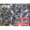 南寧鴨苗批發(fā)，哪里能買(mǎi)到優(yōu)質(zhì)的廣西鴨苗