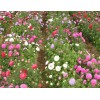 出色的翠菊市場價(jià)格情況——三色堇種植基地