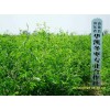 供應(yīng)冬棗苗，冬棗樹苗價(jià)格，冬棗苗批發(fā)_--沾化華凱冬棗苗基地