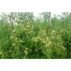 沾化冬棗2號(hào)樹苗_沾化冬棗2號(hào)樹苗價(jià)格_沾化冬棗2號(hào)樹苗批發(fā)，華凱冬棗苗基地