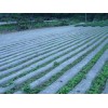 山東規(guī)模大的地膜生產基地：淄博地膜