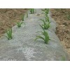 廣東農(nóng)用地膜價(jià)格——南寧高性價(jià)玉米地膜哪里有供應(yīng)