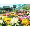 宿根花卉價格_山東優(yōu)質(zhì)國慶菊批發(fā)