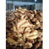 13371261682山東生姜價格產(chǎn)地直銷貨源充足質優(yōu)價廉