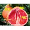 質(zhì)量好的三紅柚子苗出售，三紅柚子苗價格行情