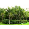 加拿利海棗種植批發(fā)|暢銷的加拿利海棗出售