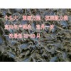 洛陽哪里有養蝎子的，洛陽蝎子養殖，優選苗躍光蝎子養殖，咨詢電話15036737600