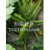越夏西葫蘆種子生產(chǎn)廠家|怎樣購(gòu)買西葫蘆種子