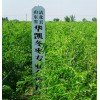 冬棗樹苗價格-供應二代冬棗苗，沾化華凱現苗大量供應中！