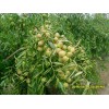 冬棗價格多少-正宗冬棗哪里賣？沾化華凱冬棗合作社