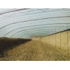 可信賴(lài)的溫室工程山東提供    |溫室大棚工程搭建