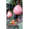 供應(yīng)福建質(zhì)量好的三紅柚子苗_三紅柚子苗價格