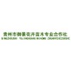 優(yōu)惠的花卉苗木推薦|大葉黃楊價格