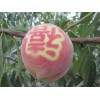 暢銷的映霜紅桃苗，供應山東高質量的映霜紅桃苗