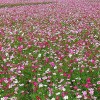 成都格桑花種子哪里有供應(yīng)_北京格桑花種子