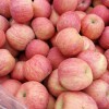 山東紅富士蘋(píng)果購(gòu)銷基地