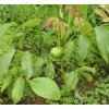 資陽核桃樹苗品種，資陽核桃樹苗特點，資陽核桃樹苗價格