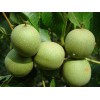 簡陽核桃樹苗品種，簡陽核桃樹苗特點，簡陽核桃樹苗價格