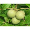 資陽(yáng)核桃樹(shù)苗品種，資陽(yáng)核桃樹(shù)苗特點(diǎn)，資陽(yáng)核桃樹(shù)苗價(jià)格