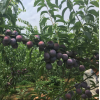 優質鳳凰李苗大量供應