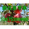 紙袋紅星蘋果批發(fā)價(jià)格2017