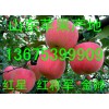山東紅星蘋果什么價(jià)格 今日產(chǎn)地批發(fā)行情