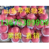 今日紅富士蘋果產(chǎn)地收購價(jià)格查詢
