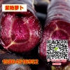 紫蘿卜 紫艷蘿卜新品 特種蔬菜 保健特菜 種子特價(jià)銷(xiāo)售