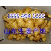 １５５５４９４１２２２山東大黃姜批發價格走勢小黃姜多少錢一斤