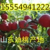 １５５５４９４１２２２山東大棚油桃批發價格