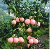 三紅蜜柚苗批發，四川三紅柚苗銷售