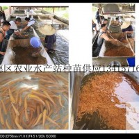 供應(yīng)金草魚、金草魚苗、金草魚水花、金草魚成品