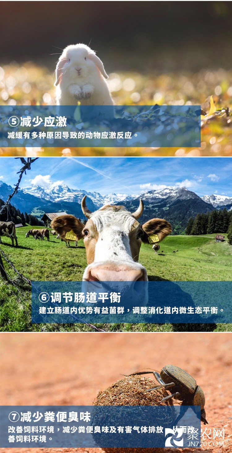 枯草芽孢桿菌畜牧_07