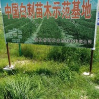 耐鹽堿白刺苗批發(fā)，耐干旱白刺苗批發(fā)，工程綠化白刺苗批發(fā)